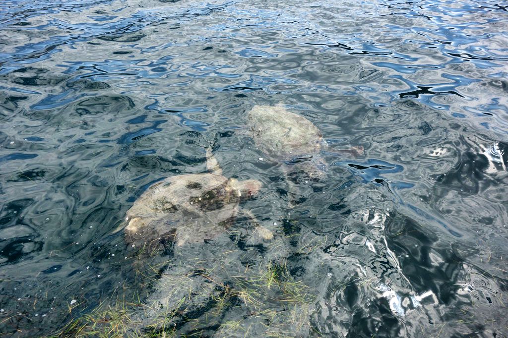   Argostoli Kefalonija 